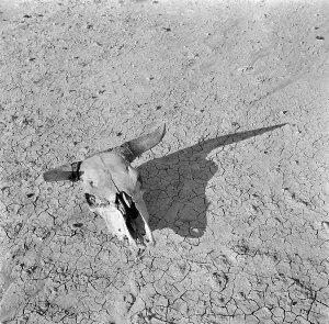 Rothstein: Skull of a steer - South Dakota Badlands
