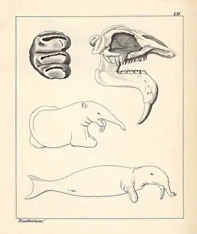 Schmidts: Skull, tooth and fanciful illustration of a