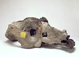 Montevideo: Skull of Toxodon platensis
