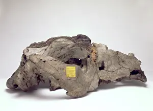 Montevideo: Skull of Toxodon platensis