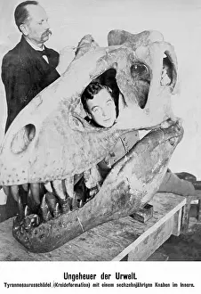 Exhibit: Skull of a tyrannosaur with young man, 1908