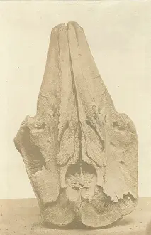 Spitzbergen: Skull of a whale from Spitzbergen