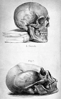 Elongated: SKULLS / 1841