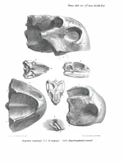 Scharf: Skulls of Dicynodon