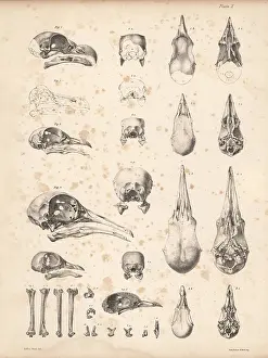 Kindred: Skulls of pigeons and dodo