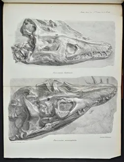 Buckland: Skulls, Plesiosaurus hawkinsii, Plesiosaurus macrocephalus