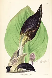 Shrubbery: Skunk cabbage, Symplocarpus foetidus