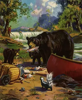 Approaches: Skunk interrupts Bears at Campsite
