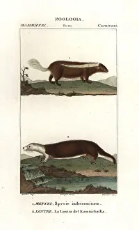 Mephitis: Skunk species, Mephitis mephitis?, and sea