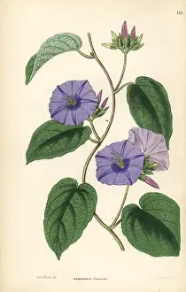 Shrubbery: Skyblue clustervine, Jacquemontia pentanthos