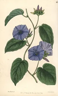 Lindley: Skyblue clustervine. Jacquemontia pentanthos