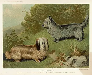 Skye: SKYE TERRIERS (SHAW)