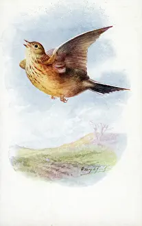 Skylark: Skylark