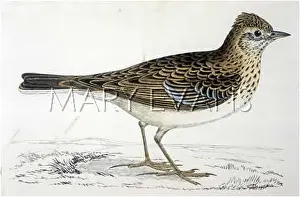 Skylark: SKYLARK