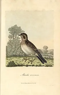 Skylark: Skylark, Alauda arvensis