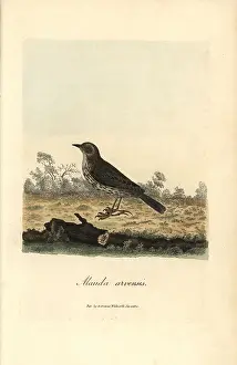 Skylark: Skylark, Alauda arvensis