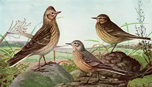 Respectively: Skylark and Pipits