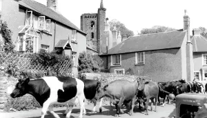 Slapton: Slapton, c1960