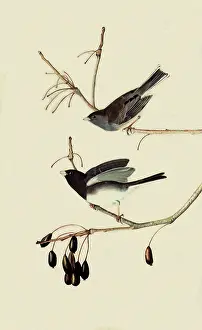 Junco: Slate-Colored Junco, Junco hyemalis