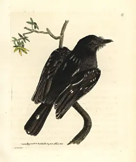 Leach: Slaty antshrike, Thamnophilus punctatus
