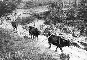 Slaughter: Slaughter cattle for the soldiers, 1916