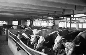 Bedrich: Slaughter house - beef - bulls