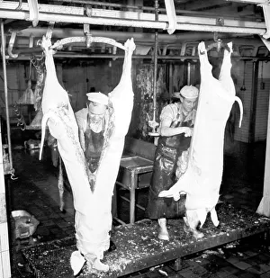 Butchering: Slaughter house - pigs - pork