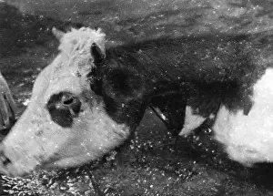 Slaughter: Slaughtered cow, 1930s