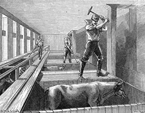 Slaughtering: SLAUGHTERING BEEF 1895