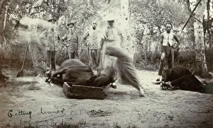 Calves: Slaughtering cattle