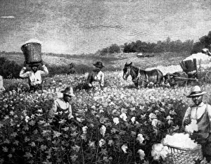 Fieldwork: slavery, slave labour, slaves working on cotton