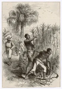 Plantations: Slavery in the West Indies