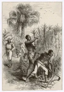 Plantations: Slavery in the West Indies