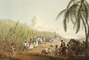 1823: Slaves Cutting Sugar Cane, 1823
