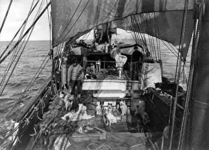 Whaling: Sled Dogs on Deck of Terra Nova, Scott's Exploration Ship, 1