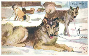Geographia: Sledge Dogs