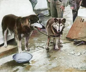 Nansen: Sledge dogs