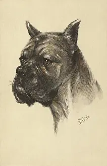 Eyed: Sleeepy-Eyed Boxer