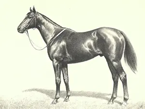 Equines: Sleek Horse with Bridle