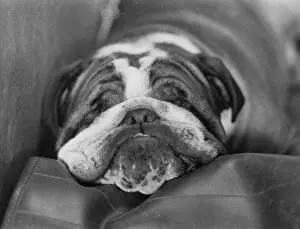 Bored: Sleeping bulldog