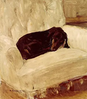 Liebermann: Sleeping Dachshund