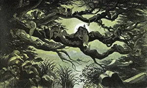 Elves: Sleeping Elves