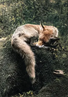 SLEEPING FOX