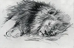 Tooby: Sleeping Lion