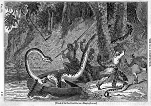 Constrictor: Sleeping native attacked by Boa Constrictor snake