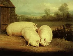 Nestled: Sleeping Pigs