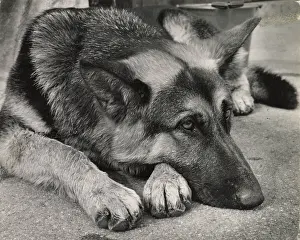 Sleepy: Sleepy Alsatian dog