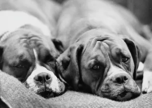 Bored: Two sleepy boxer dogs