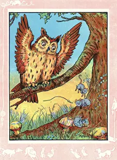 Waking: Sleepy owl wakes up
