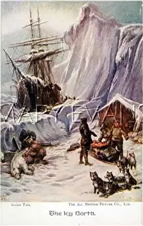 Harnessed: SLEIGH DOG POSTCARD